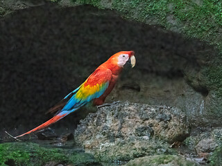 Scarlet Macaw at Clay Lick