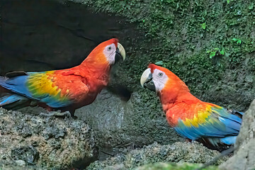Scarlet Macaws Pair at Clay Lick