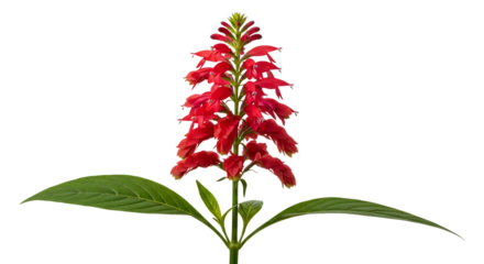 Vibrant red salvia splendens flower spike isolated on transparent background
