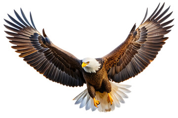 Obraz premium Bald Eagle in Flight with Wings Spread Wide on Background bird raptor isolated on a transparent background