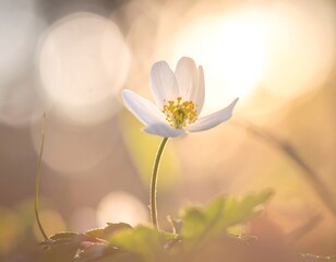 Soft focus flower at sunset