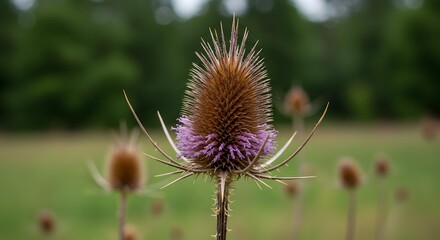 Obraz premium Purple thistle blossom close up