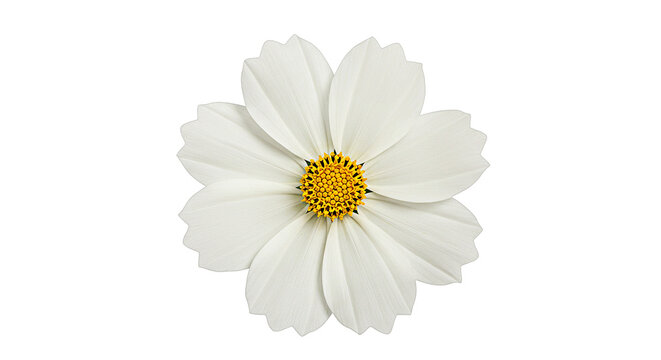White cosmos flower isolated on transparent background - Powered by Adobe
