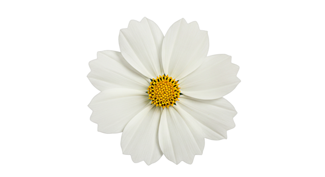 White cosmos flower isolated on transparent background