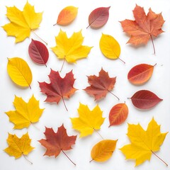 Fototapeta premium Autumn leaves arranged on white background (3)