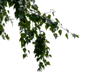 Photo of a natural birch branch on a transparent background	
