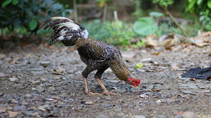 Colorful feathers of rooster. Domestic or farm bird. Fighting rooster in summer garden