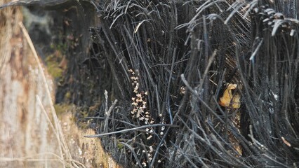 A group of wild mushrooms covered coconut tree.