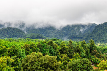 A wide-angle view of the natural scenery of the large mountains, with the wind blowing the mist and some rain falling on the trees. Happiness during the travel to study the resources.