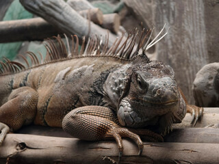 A colorful chameleon resting on a branch in its natural habitat