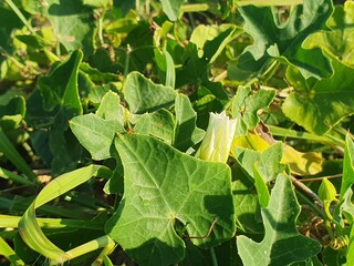 Green leaves and landscape 