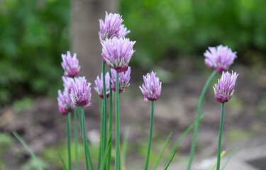 Delicate lilac-purple chives flowers in the shape of fluffy balls on long stems. They create a vibrant accent against a blurred green and brown background, adding a gentle hue to the rural garden.