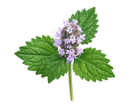  Top View of Single Pennyroyal Flower with Leaves, Isolated Transparent Background PNG