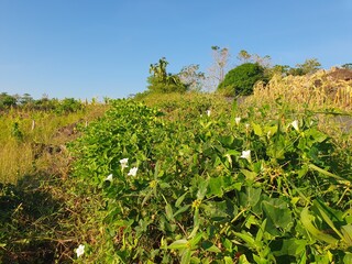 Landscape and green leaves 