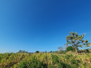 Landscape and green leaves 