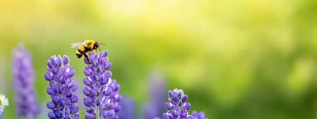 Bee Pollinating Purple Flowers in a Beautiful Spring Meadow Scene