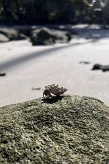 Hermit Crab of the Coastal Nomad