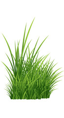 Lush Green Grass Clump with Pointed Blades Illustration 1.