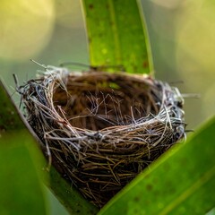 Empty bird's nest in foliage
