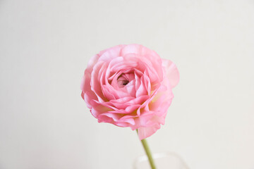 ピンクのラナンキュラス