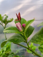 Citrus blossom bud