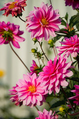 Bright pink dahlias flourish in a sunny garden, celebrating the warmth of a lovely afternoon
