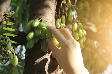 Fototapeta premium Hand Touching Green Carob Pods On Tree In A Sunlit Orchard Garden Scene
