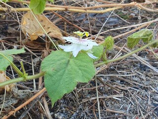 Landscape and green plants 