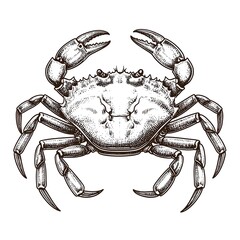 Detailed crab illustration (2)