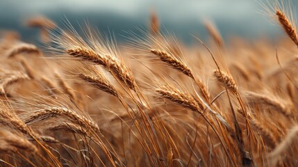 Fototapeta premium Golden wheat field