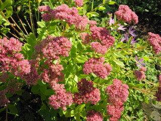 Prächtige  Garten-Fetthenne