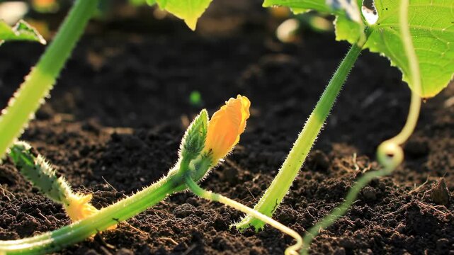 Close-up of squash plant yellow flower bud in rich soil, gardening concept