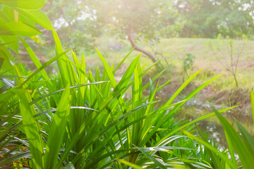 pandan leaf. A close-up shot of bright green, long, spiky leaves, with a blurred background of a small stream or river and foliage, bringing the leaves in the foreground into sharp focus.