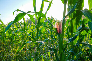 Fresh corn plant with cob in sunlight at the farm.