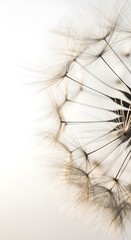 A close-up view of a dandelion seed head, showcasing delicate, light-brown filaments radiating outward against a soft, off-white background.