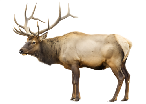 Full Body Profile Of A Bull Elk With Extensive Antlers On Background deer male isolated on a transparent background