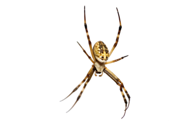 Garden Spider Hanging Upside Down Isolated Keywords: spider, arachnid, insect, nature, wildlife isolated on a transparent background
