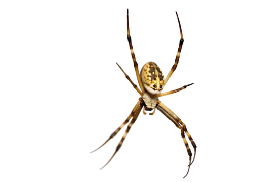 Garden Spider Hanging Upside Down Isolated Keywords: spider, arachnid, insect, nature, wildlife isolated on a transparent background