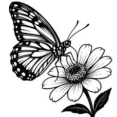butterfly vector illustration