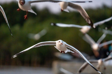 Many seagulls fleeing from the cold weather in Siberia come to Bang Pu, Samut Prakan Province, Thailand, from December to the end of March every year.