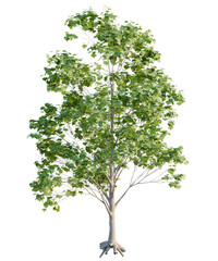Acer macrophyllum Tree front view 4k cutout transparent