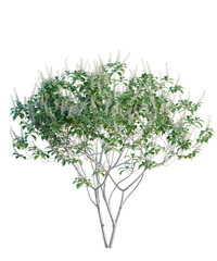 Naklejka premium Aesculus parviflora Tree cutout isolate on white background