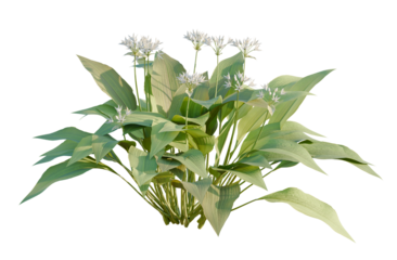 Allium ursinum Tree cutout isolate on white background