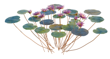 Nymphaea rubra Tree front view 4k cutout transparent