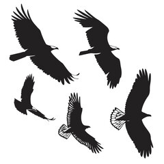 Five black eagles soaring in flight bird wings