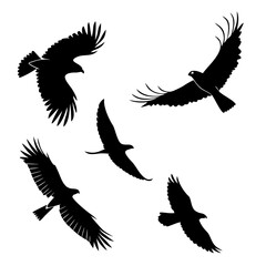 Five soaring raptor silhouettes bird flying