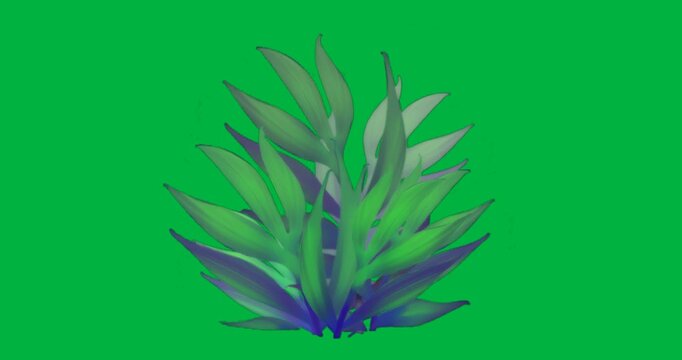 Graphic designer using transparent background, showcasing abstract plant form with gradient leaves