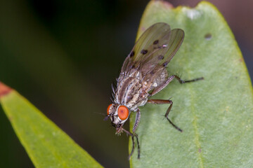 Small Brown Fly with Red Eyes on Leaf