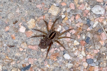 Wolf Spider Carrying Babies on Back 