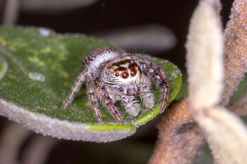 Tiny Jumping Spider with Hairy Legs and Large Eyes 